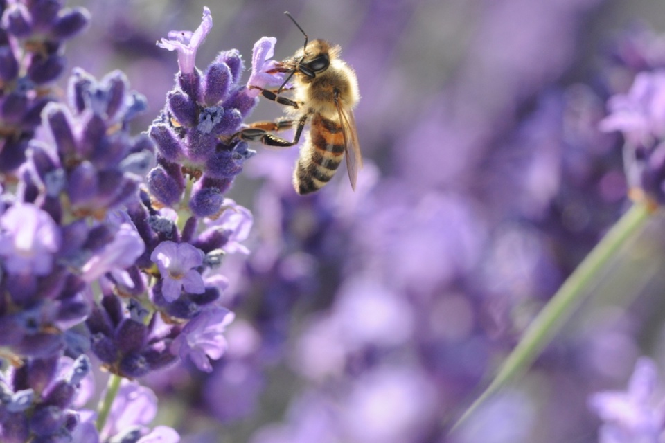 ミツバチの暮らしを支えて女性たちの仕事を支える