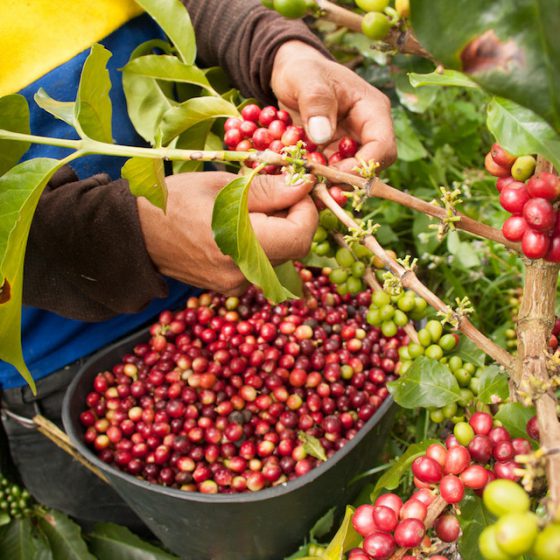 コーヒー農家が安定したコーヒー栽培を続けるために